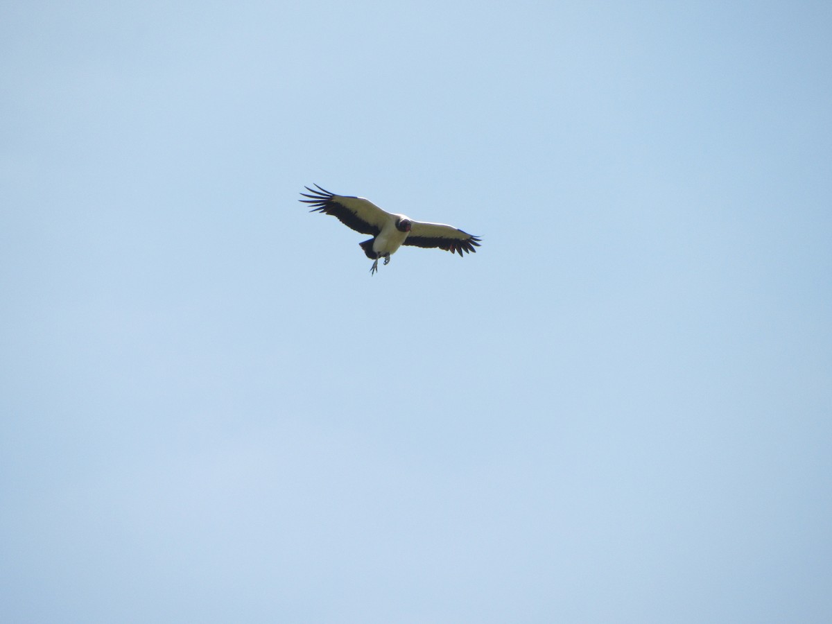 King Vulture - ML643094883