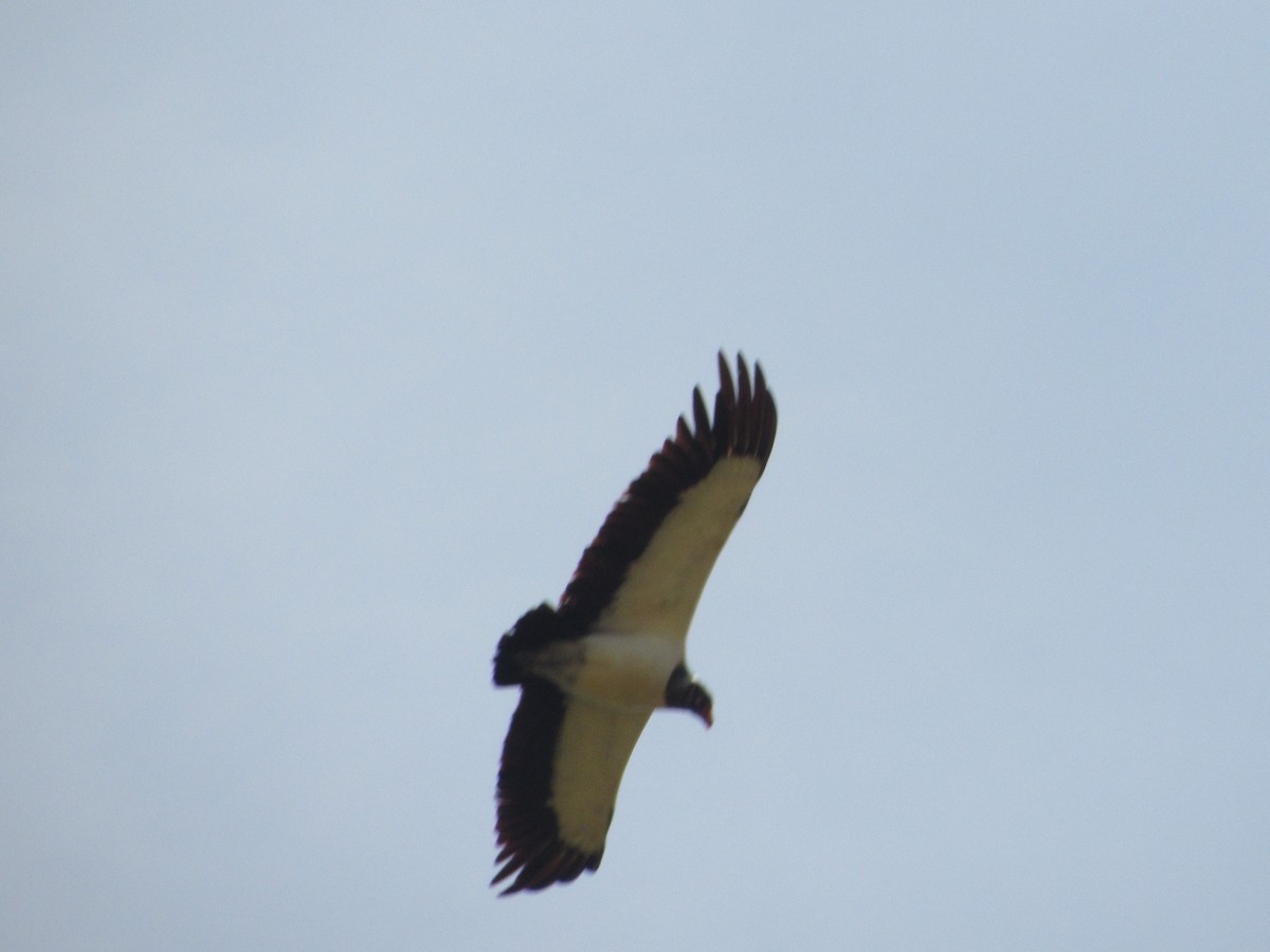 King Vulture - ML643094884