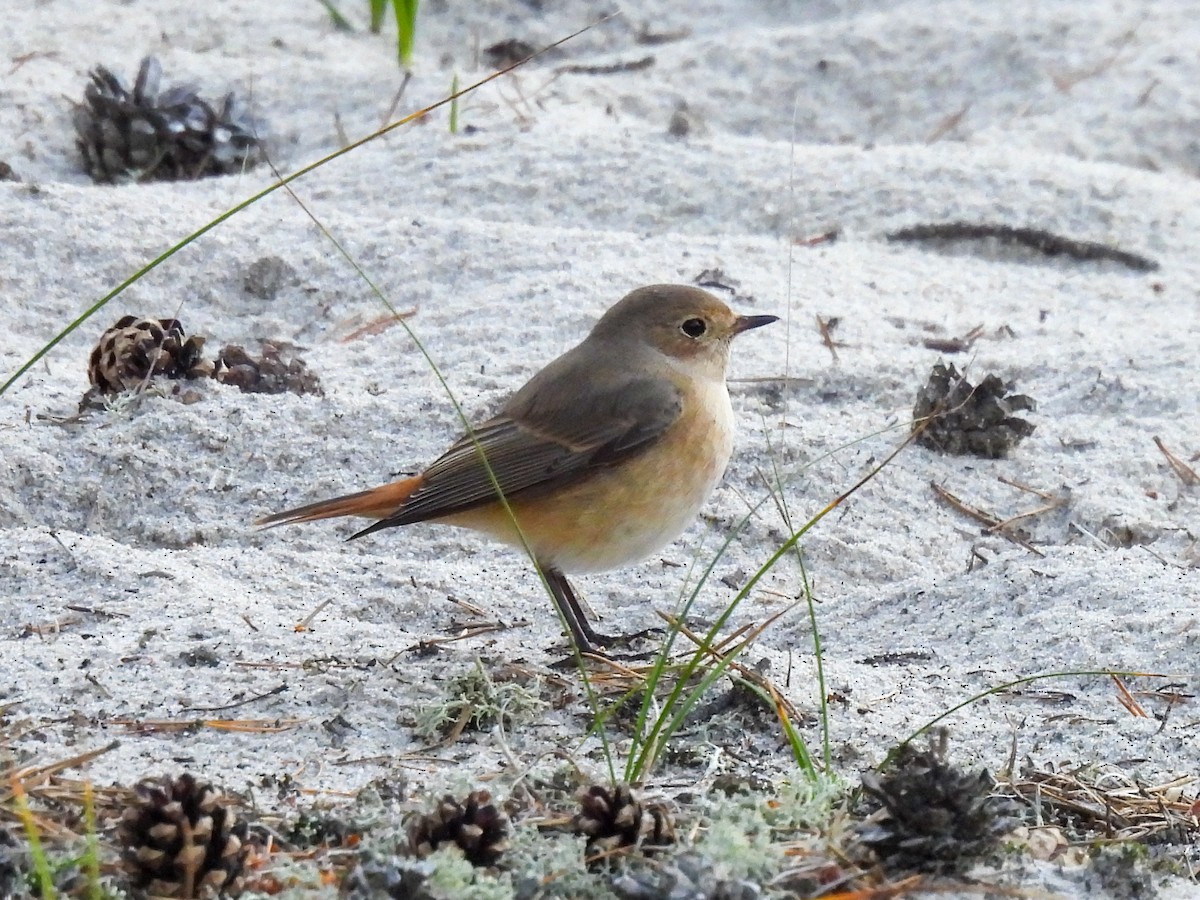 Common Redstart - ML643094886