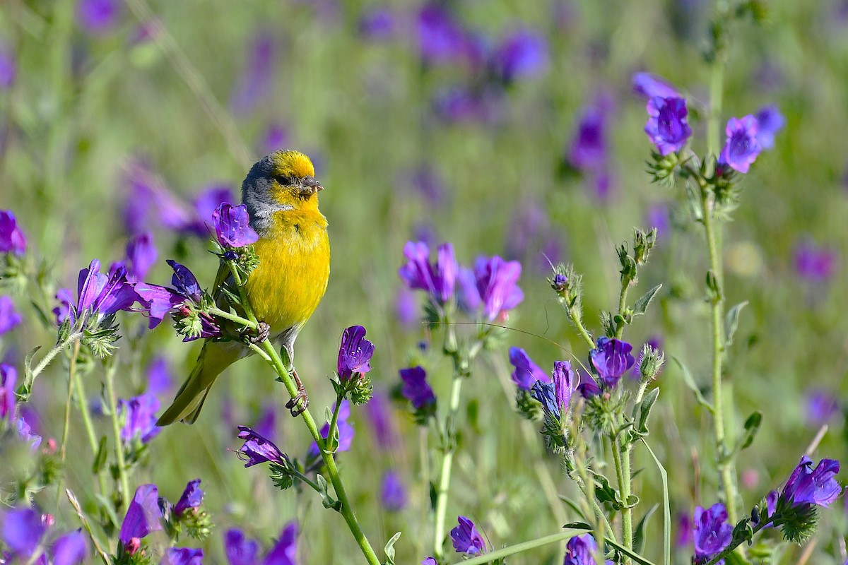 Cape Canary - ML643094922