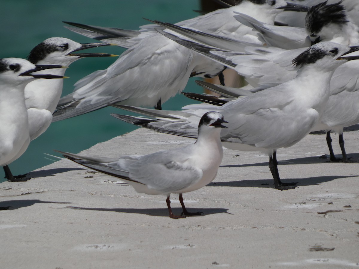 Roseate Tern - ML643094936