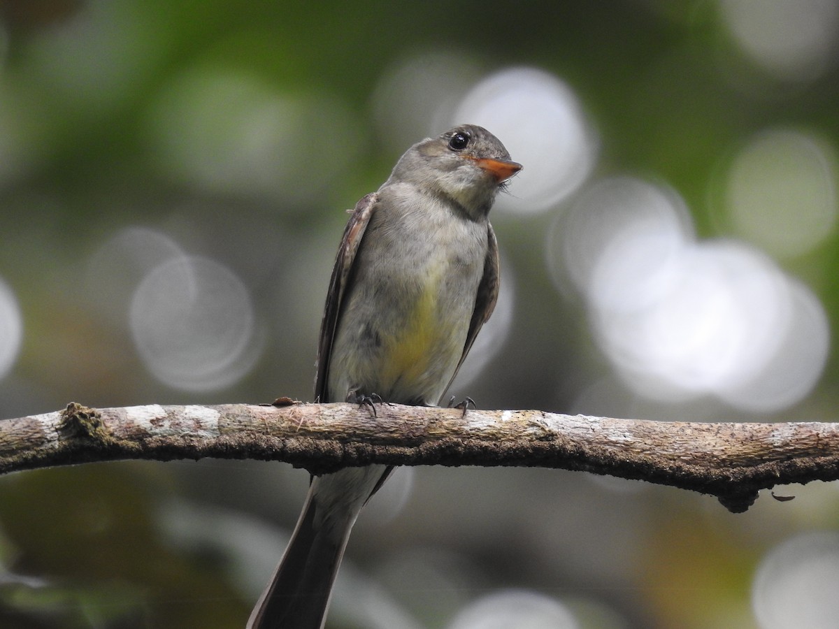 Eastern Wood-Pewee - ML643094940
