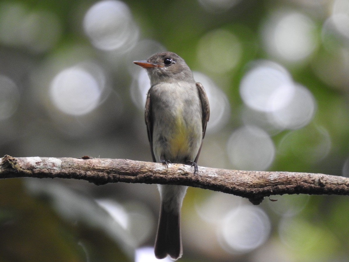 Eastern Wood-Pewee - ML643094941