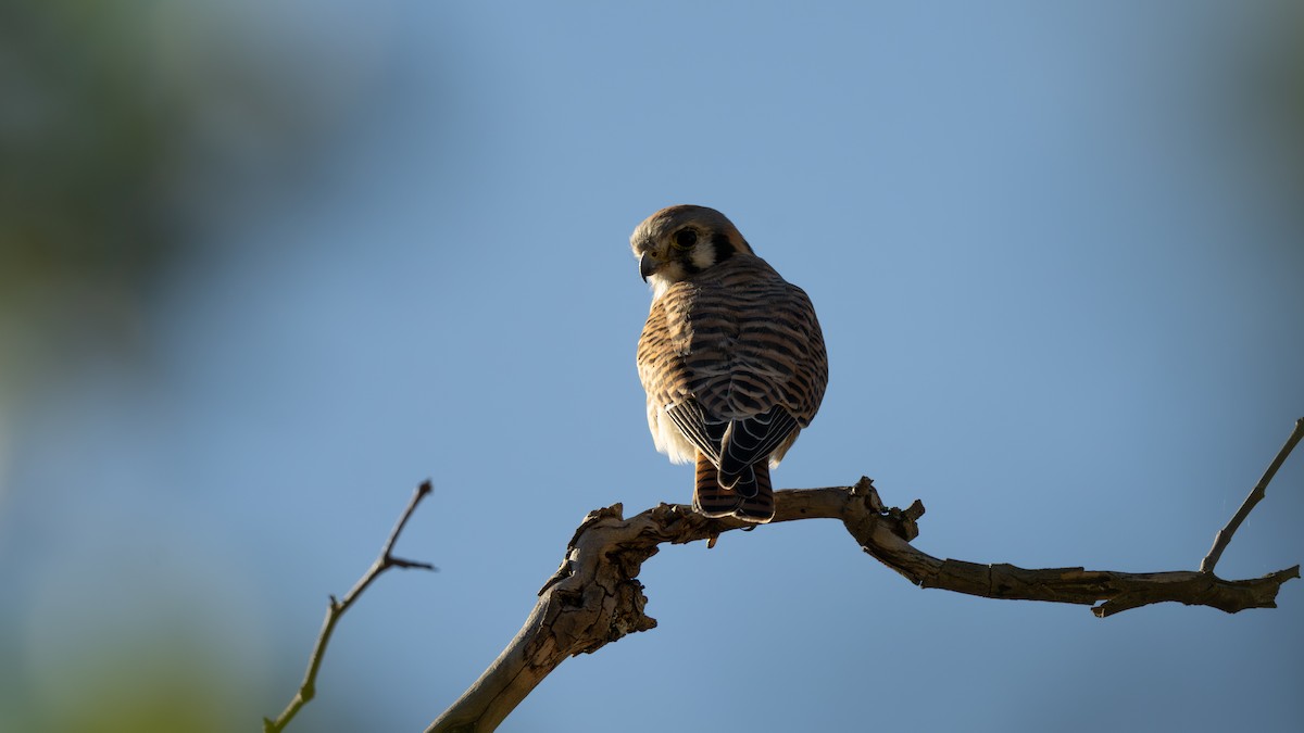 American Kestrel - ML643094947