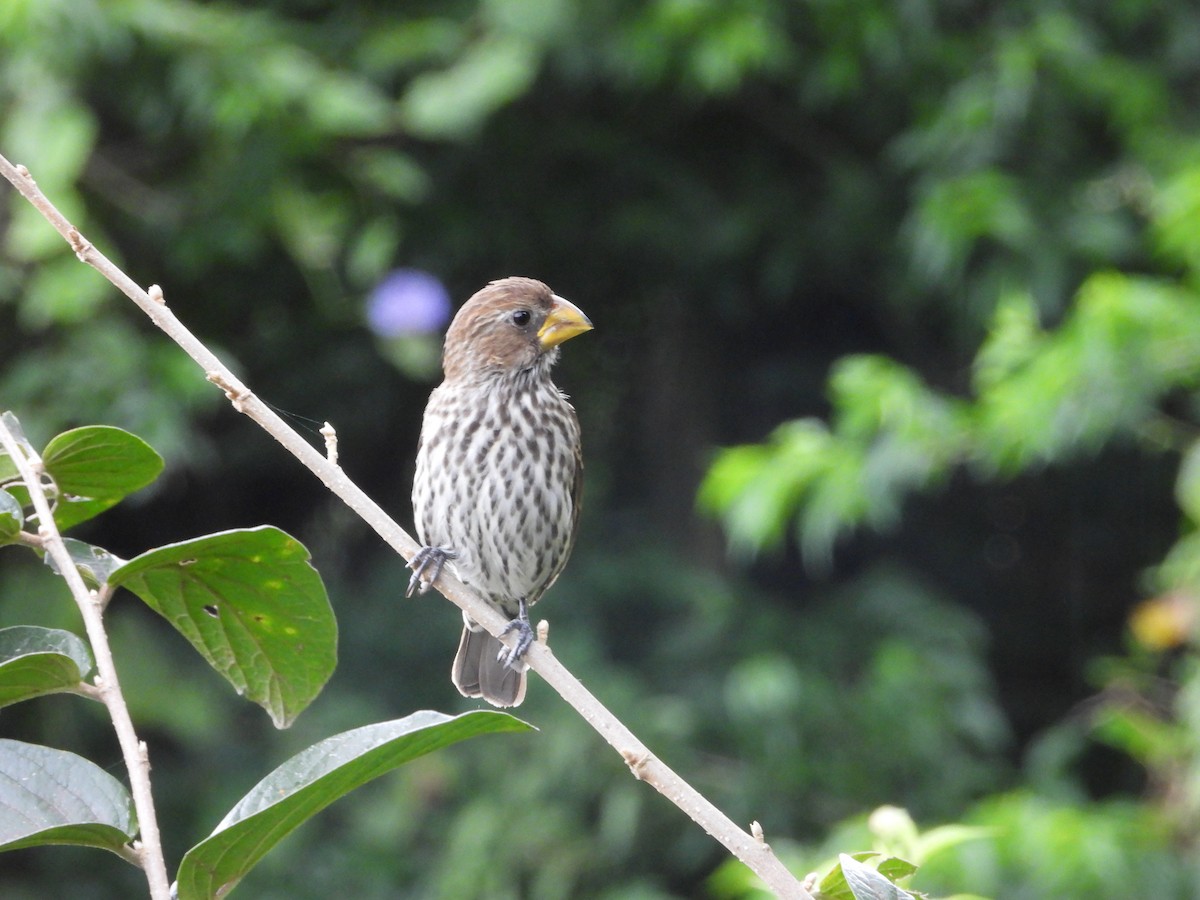 Grosbeak Weaver - ML643094952