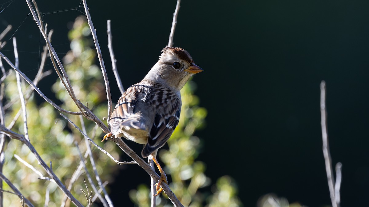 Rufous-crowned Sparrow - ML643094955