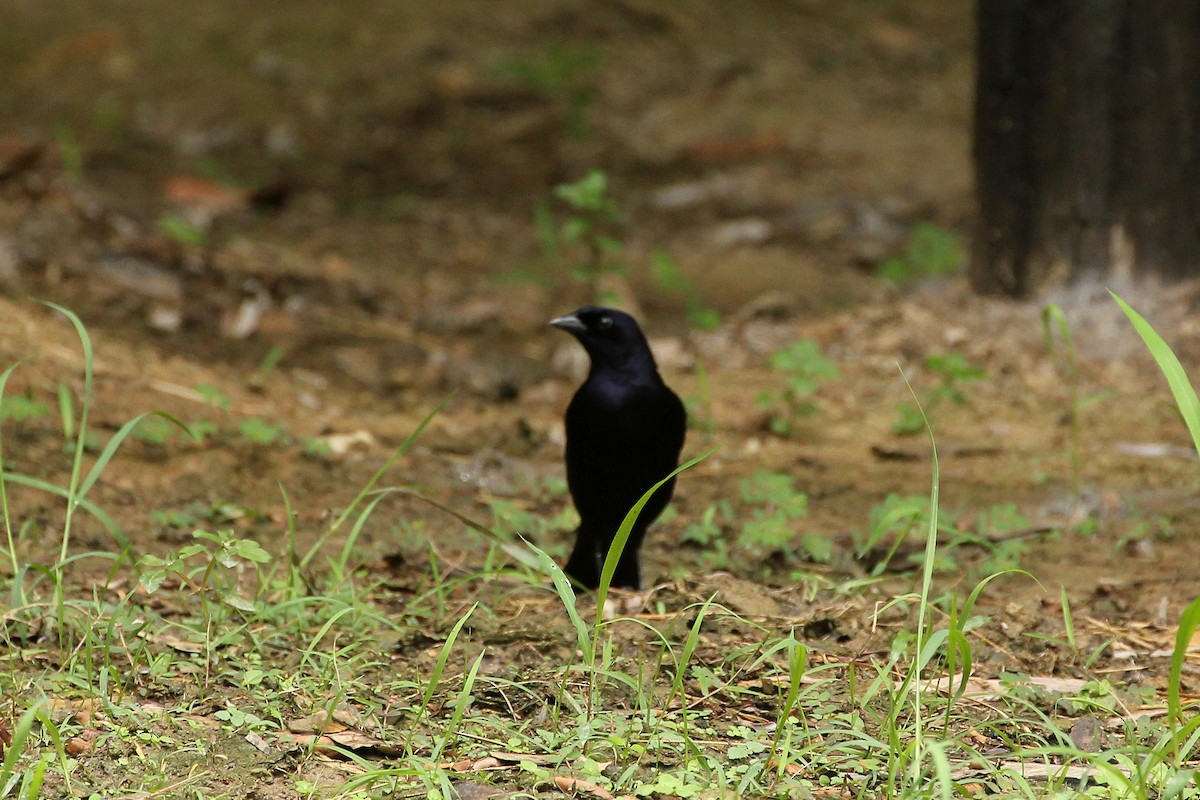 Shiny Cowbird - ML643094961