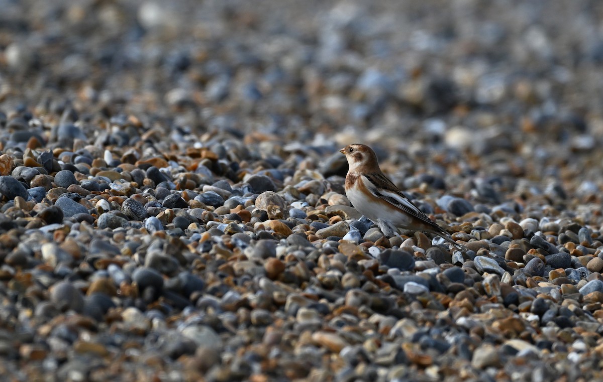 Snow Bunting - ML643094973