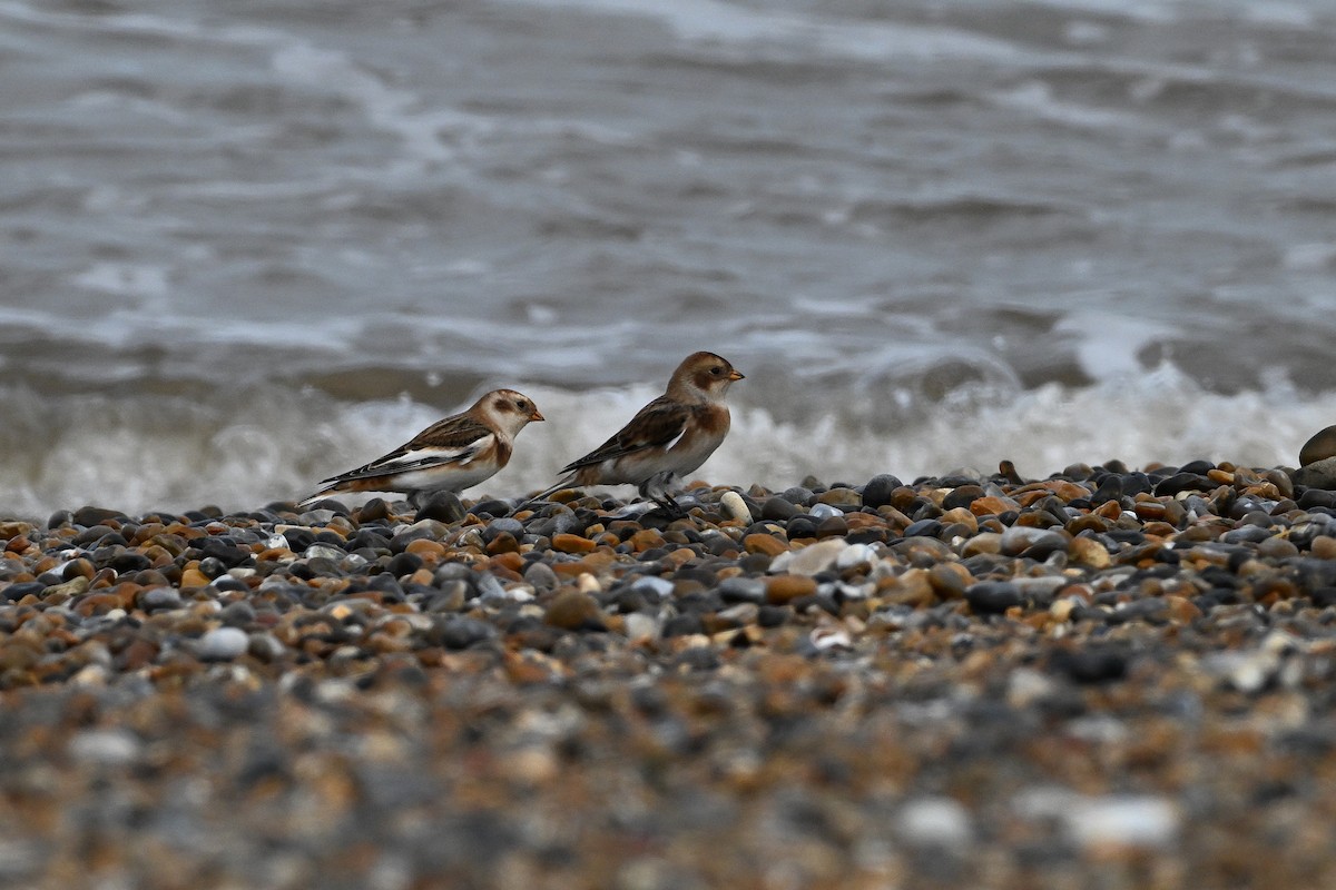 Snow Bunting - ML643094980