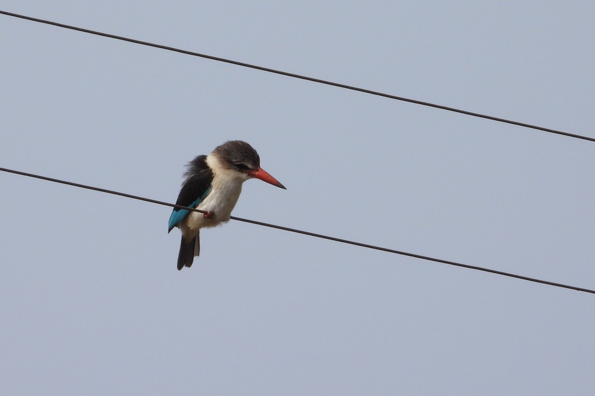 Brown-hooded Kingfisher - ML643095011