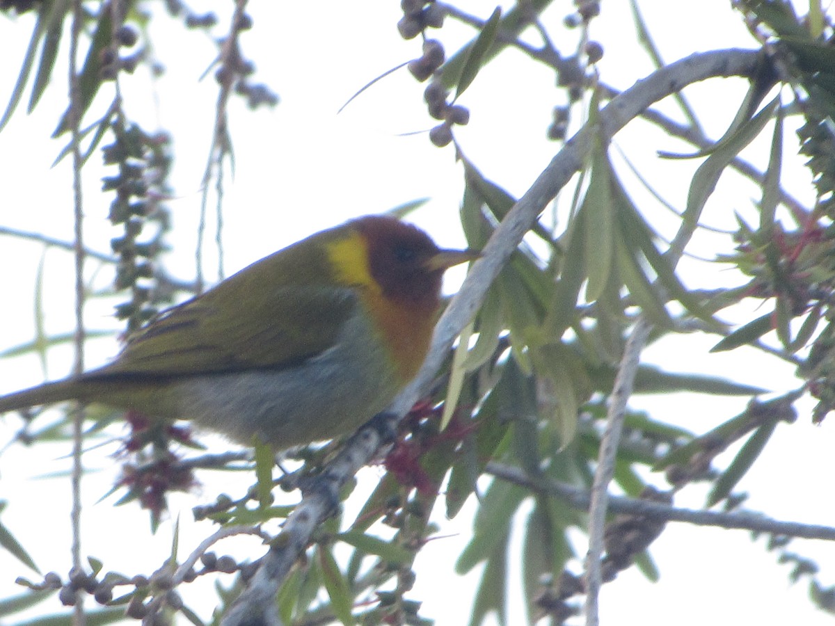 Rufous-headed Tanager - ML643095041