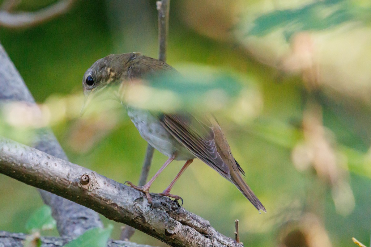 Gray-cheeked Thrush - ML643095050