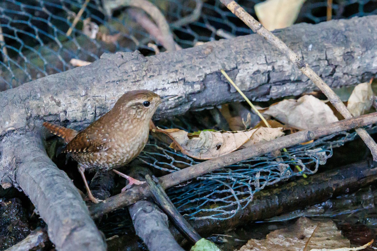 Winter Wren - ML643095068