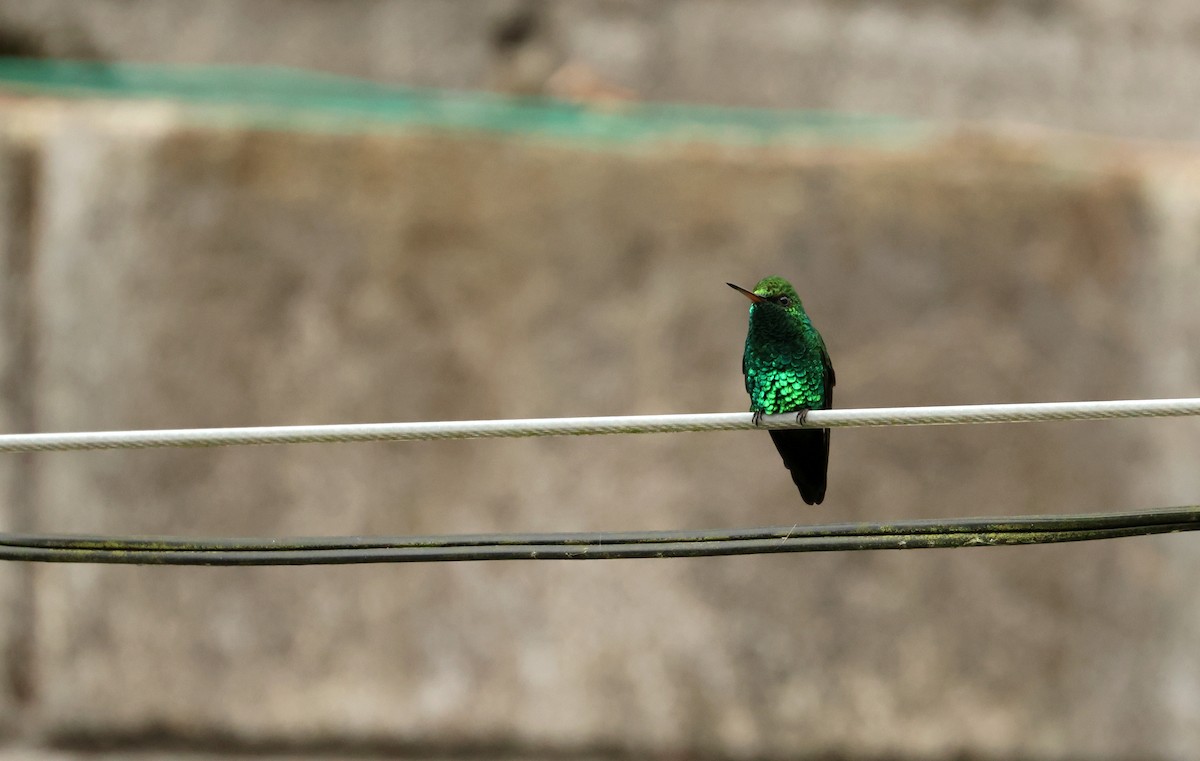 Colibri à tête cuivrée - ML643095088