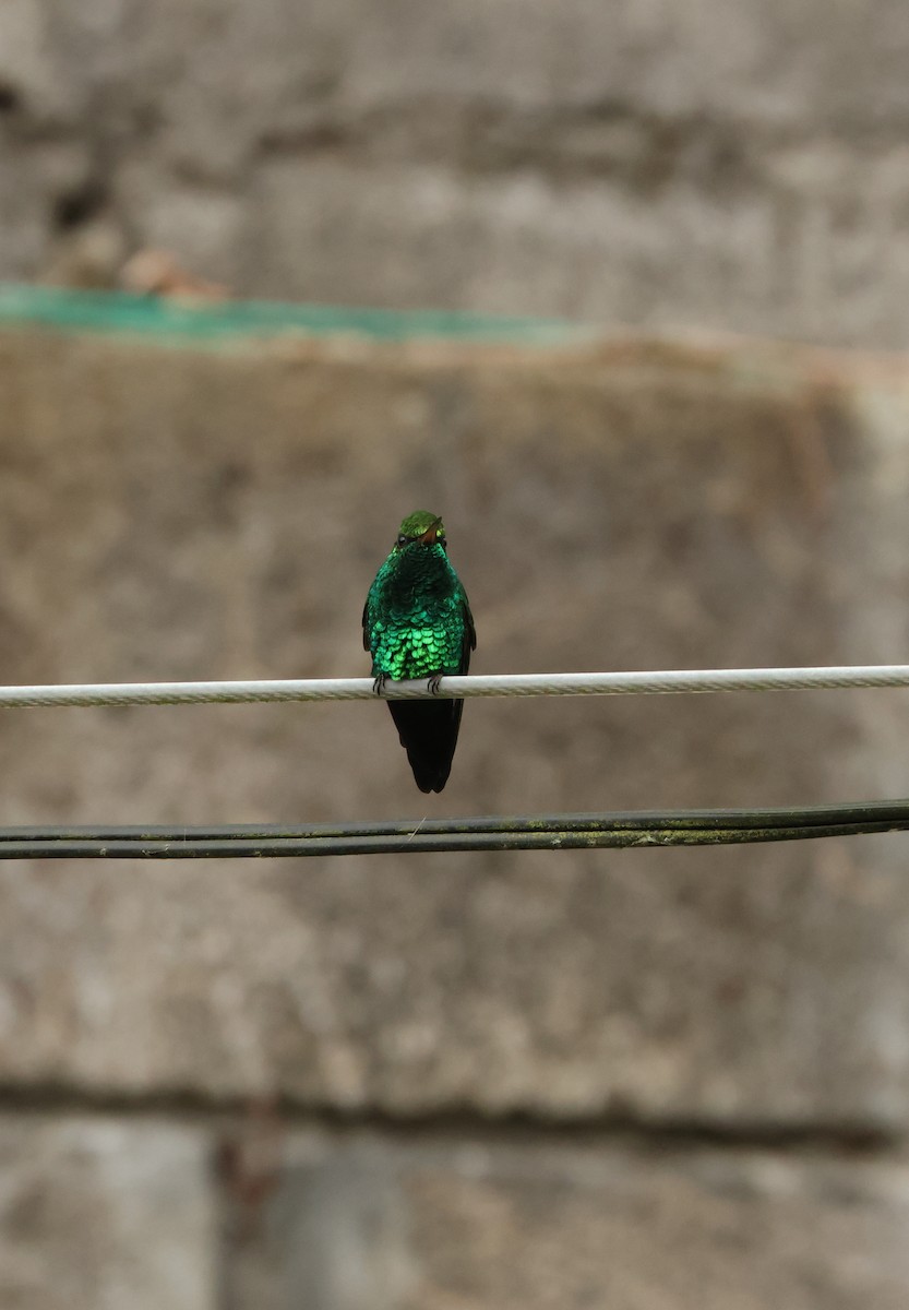 Colibri à tête cuivrée - ML643095089