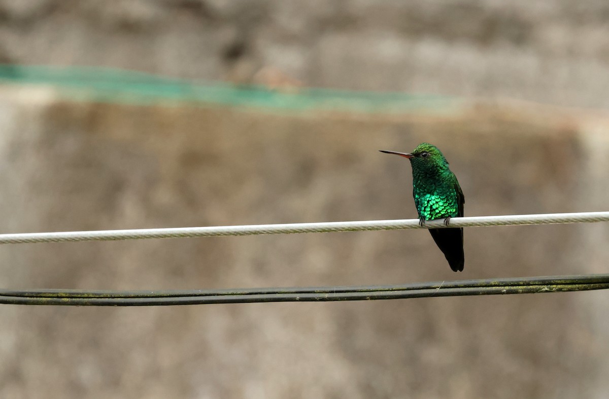 Colibri à tête cuivrée - ML643095090