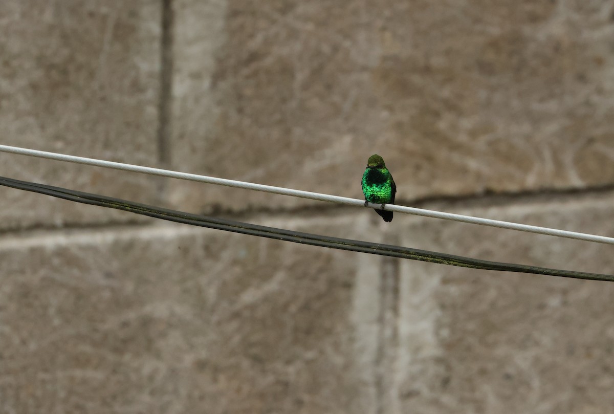 Colibri à tête cuivrée - ML643095091