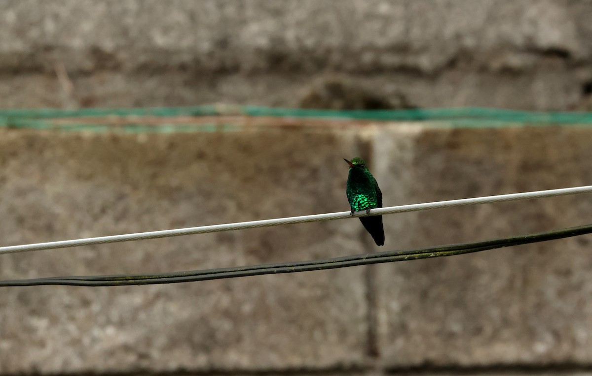 Colibri à tête cuivrée - ML643095094