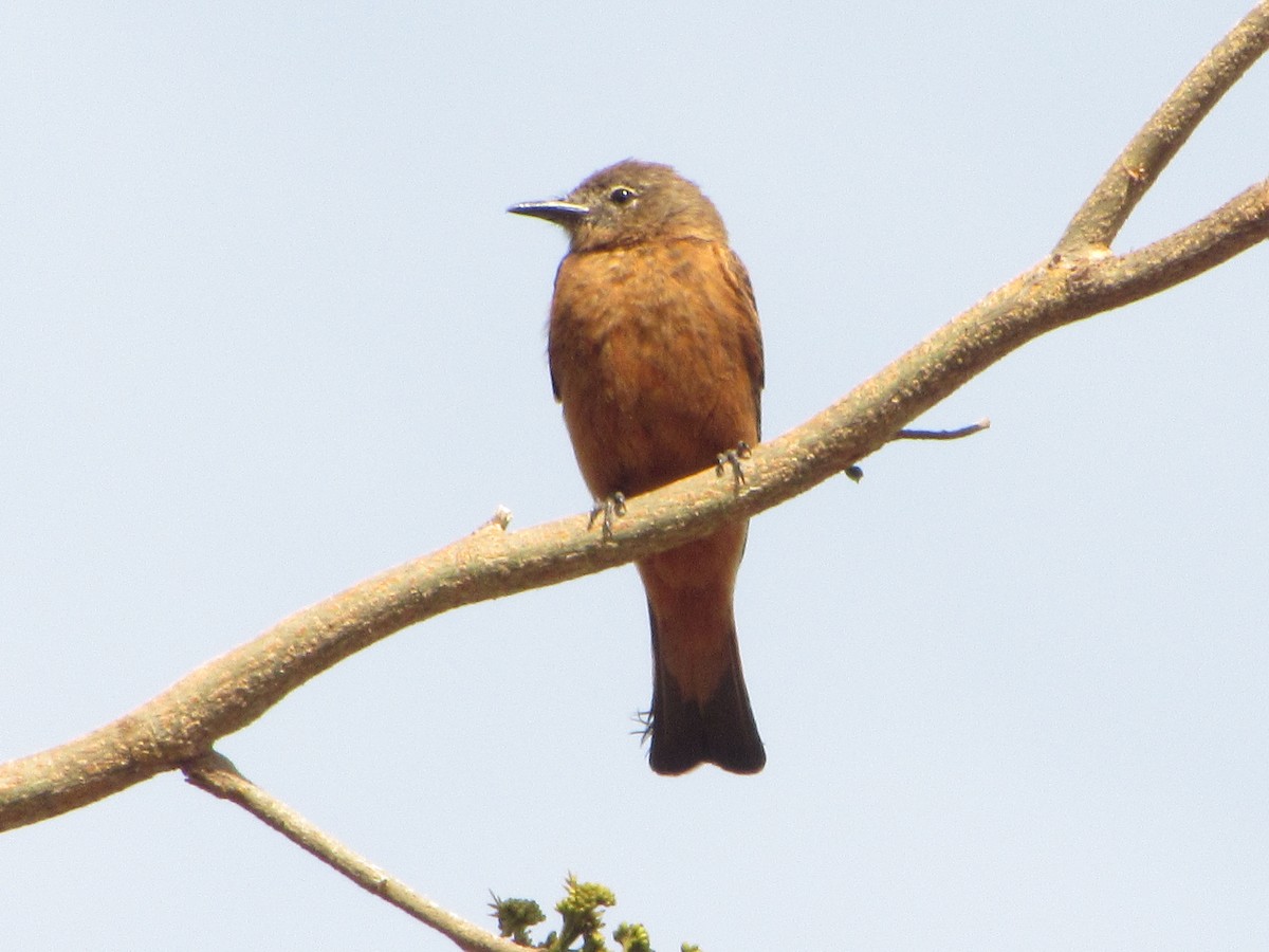 Cliff Flycatcher - ML643095106