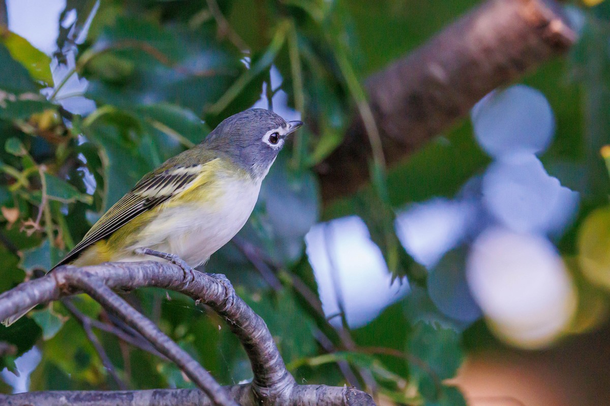Blue-headed Vireo - ML643095108