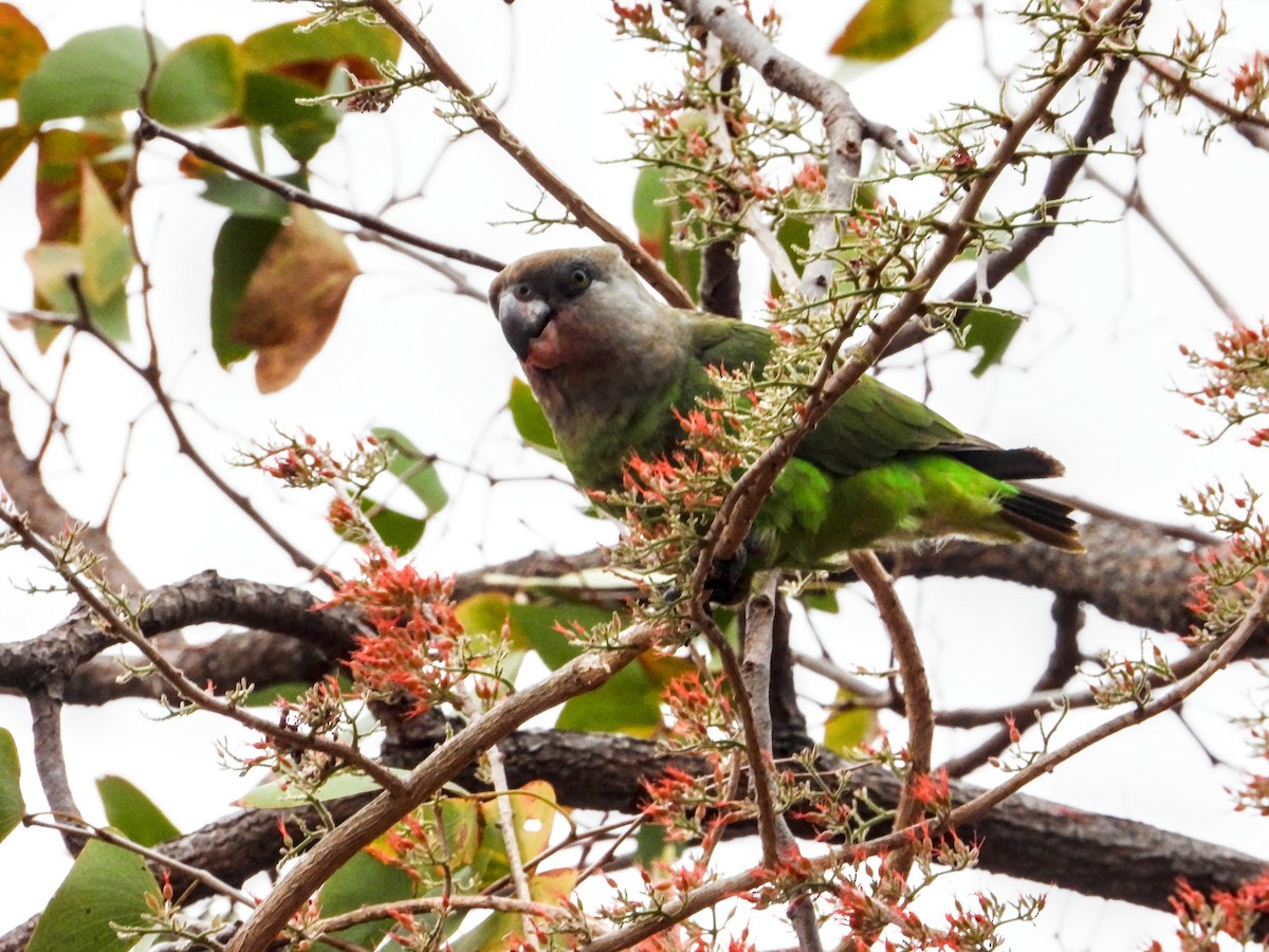 Brown-headed Parrot - ML643095116