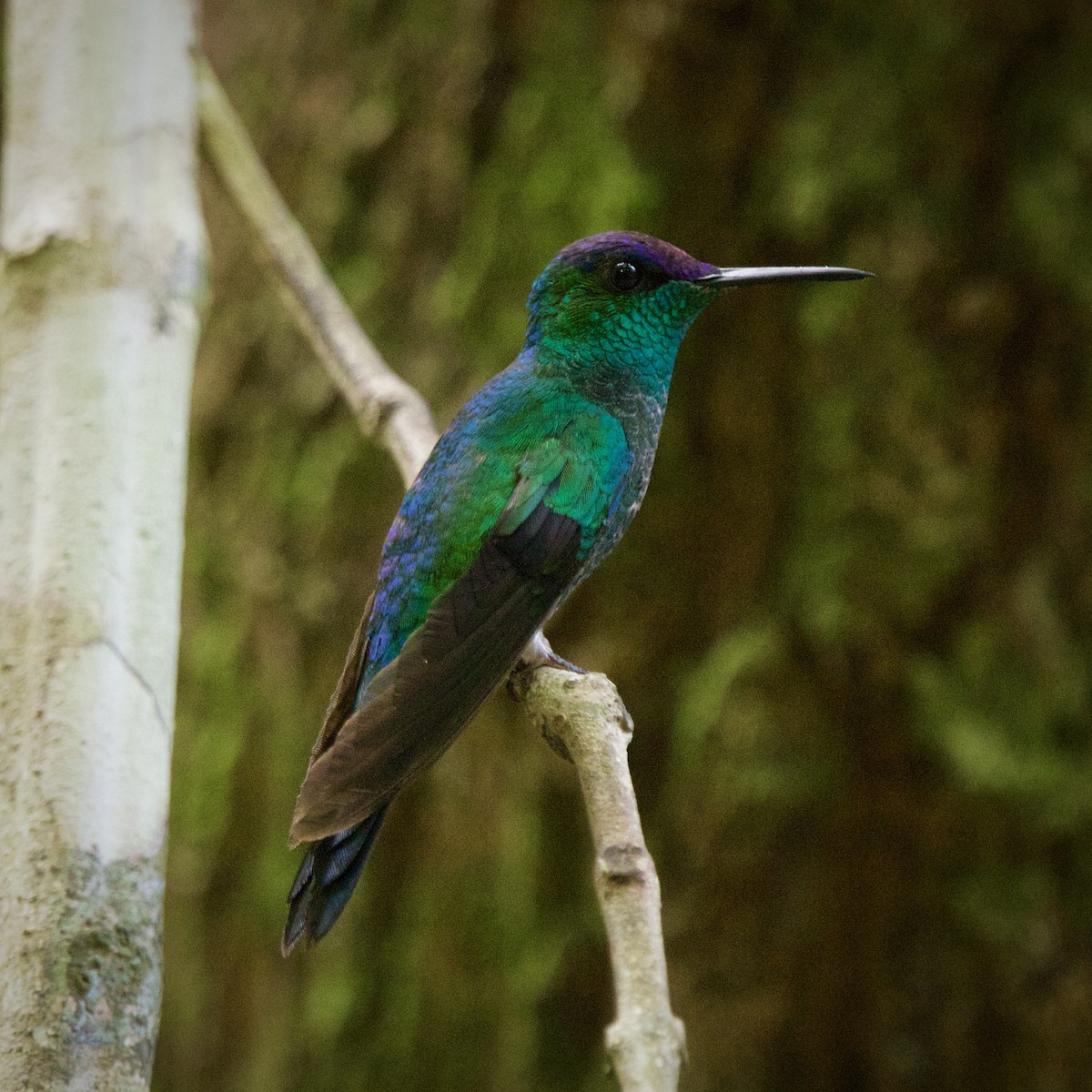 Violet-capped Woodnymph - ML643095122