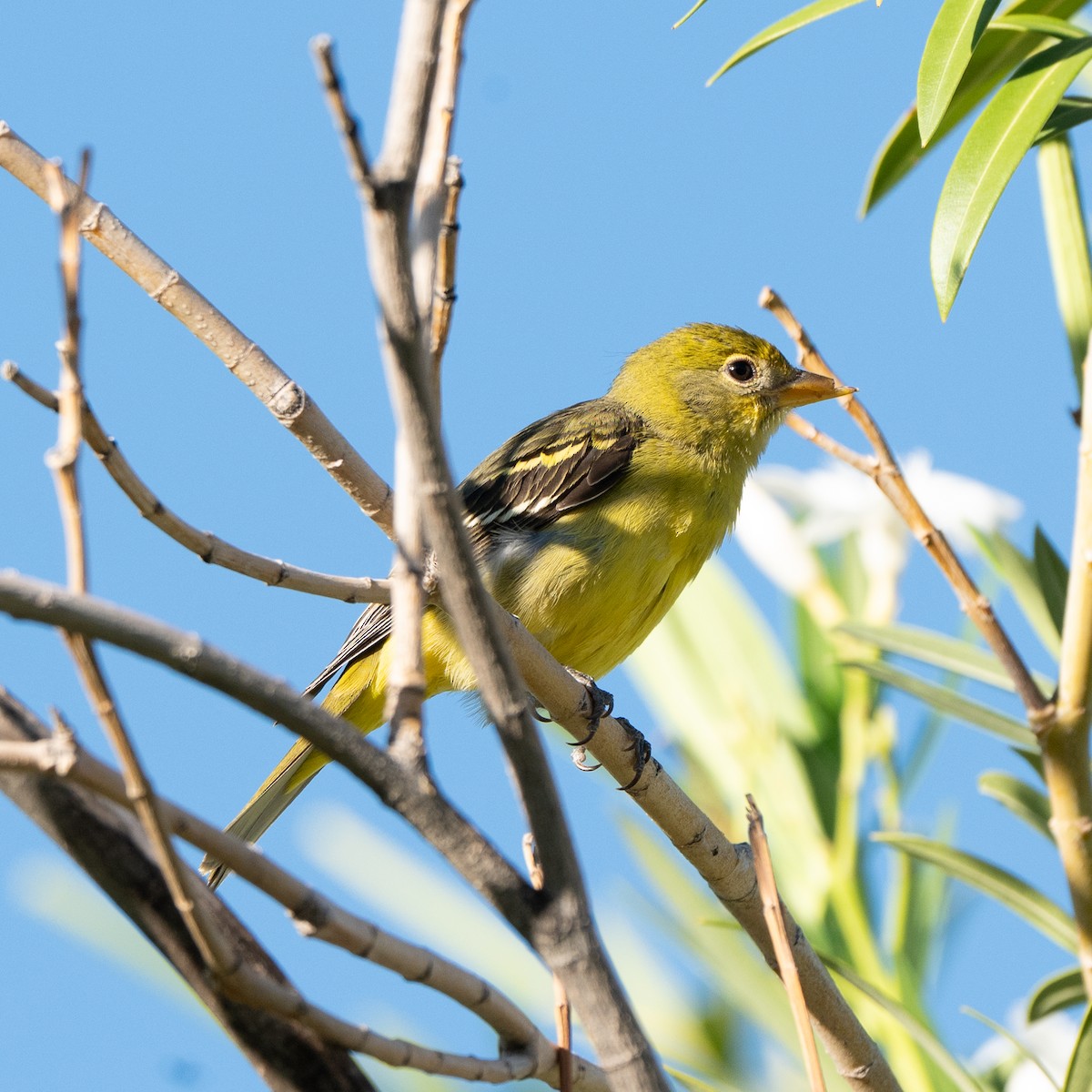Western Tanager - ML643095126
