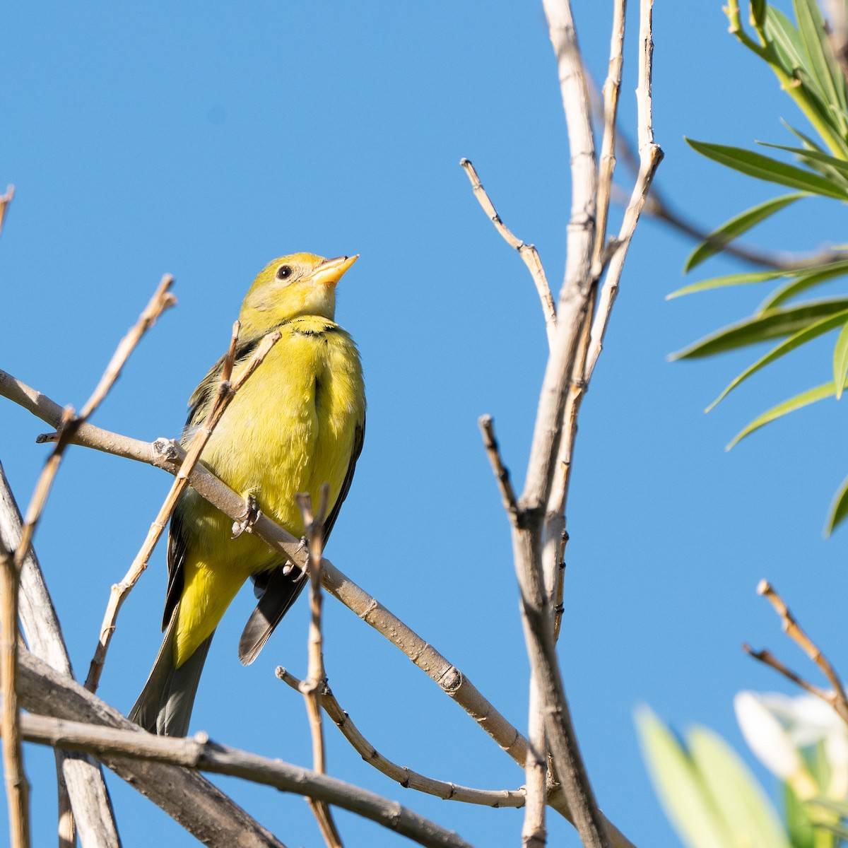 Western Tanager - ML643095127