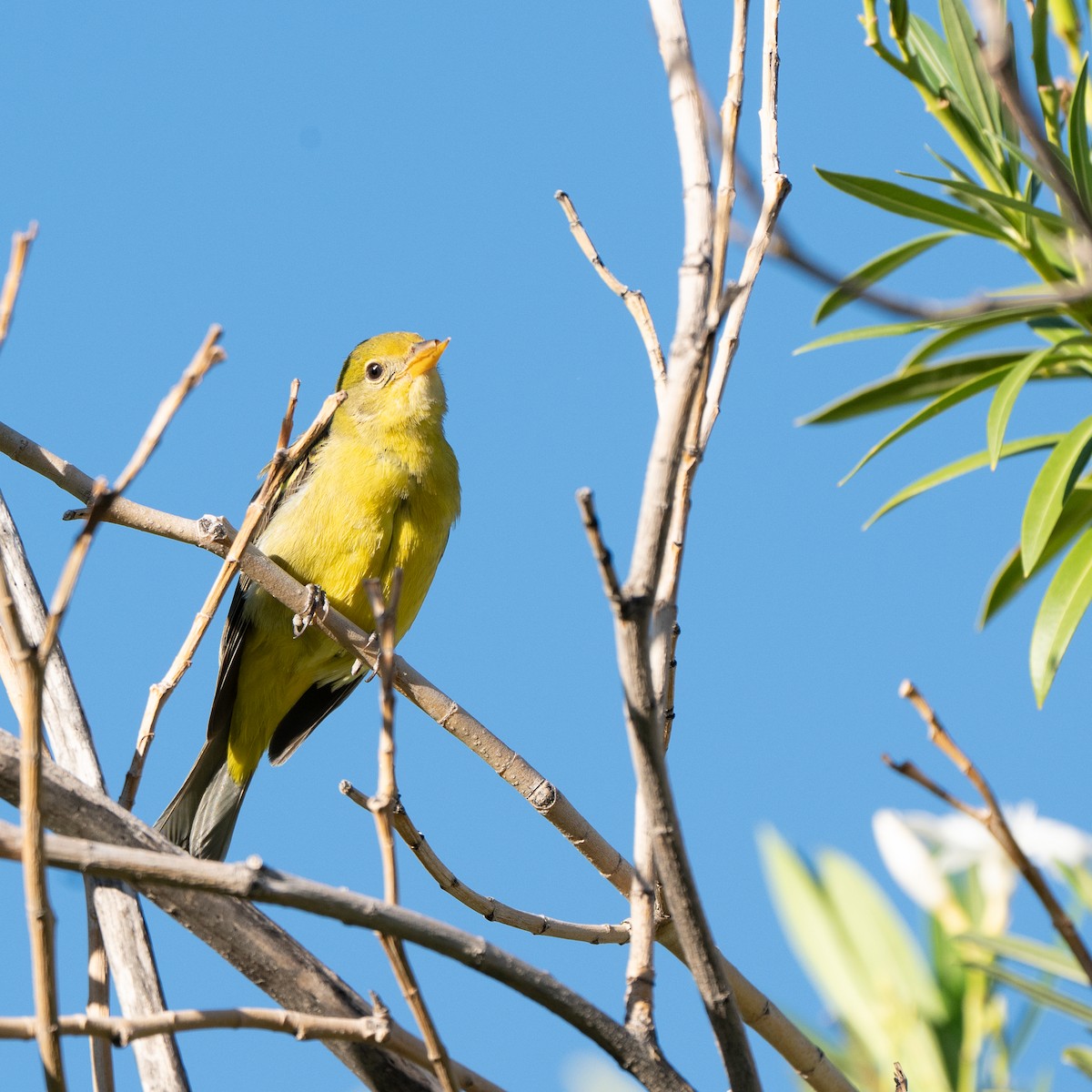 Western Tanager - ML643095128