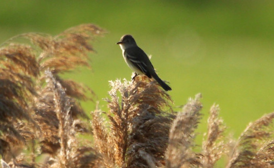 Eastern Wood-Pewee - ML643095129