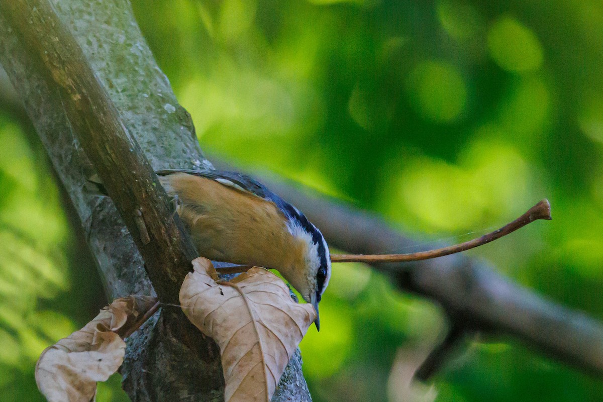 Red-breasted Nuthatch - ML643095132
