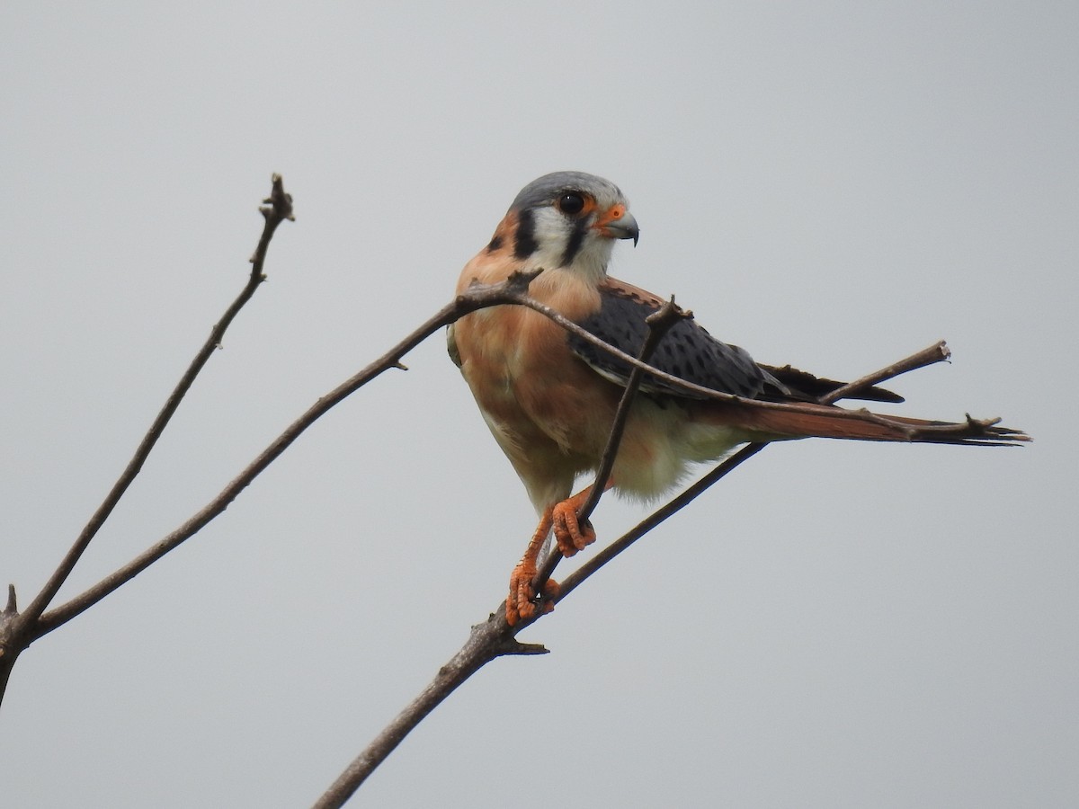 American Kestrel - ML643095139