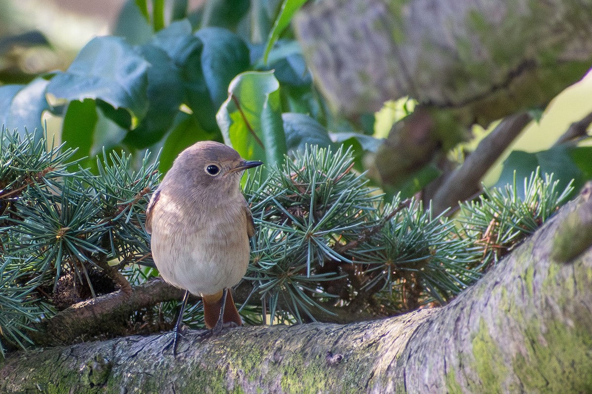 Common Redstart - ML643095140