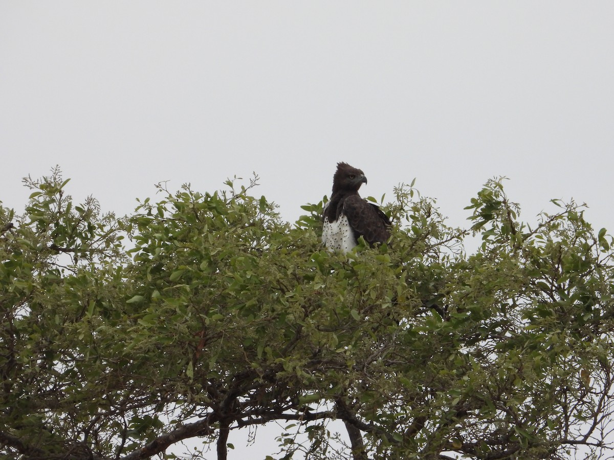 Martial Eagle - ML643095146