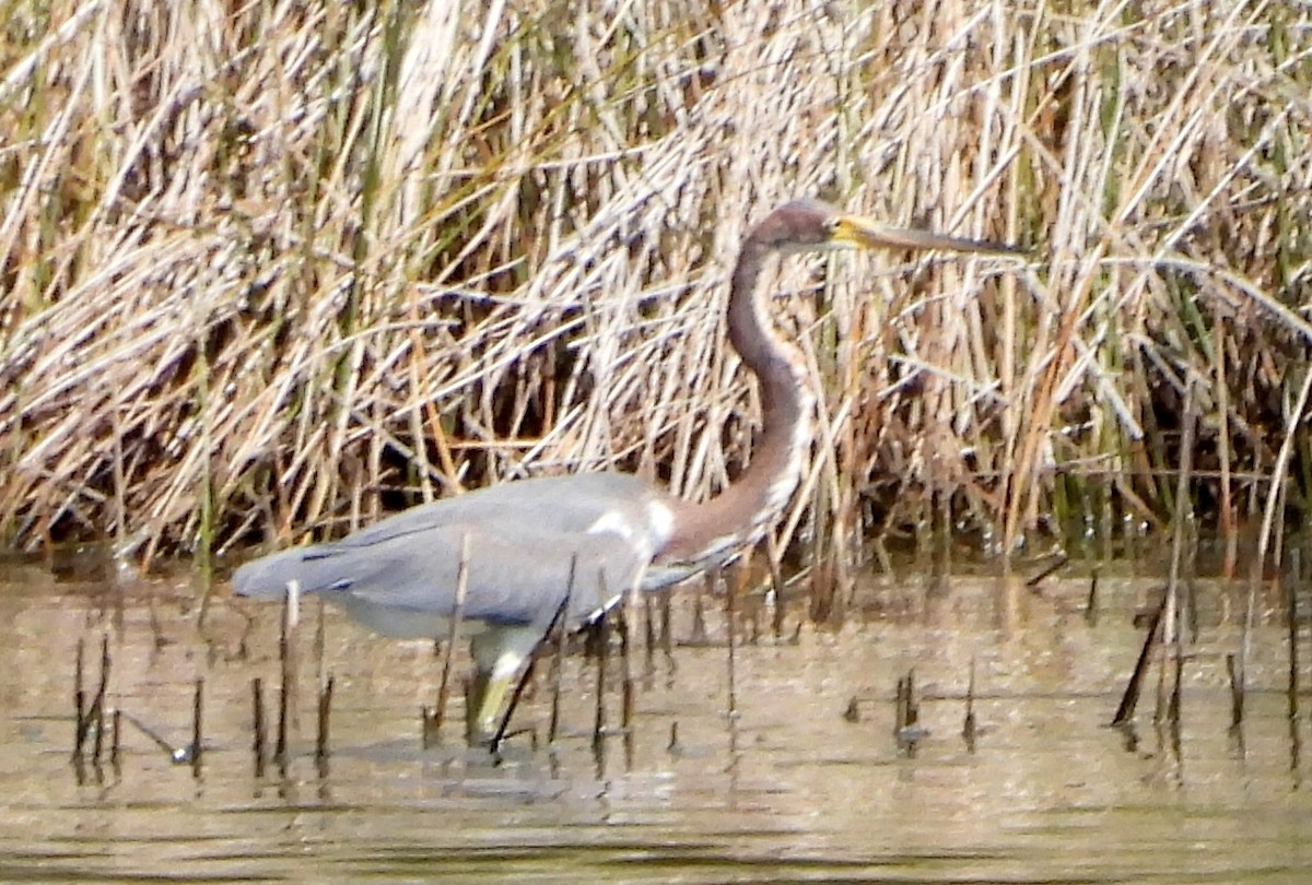 Tricolored Heron - ML643095150