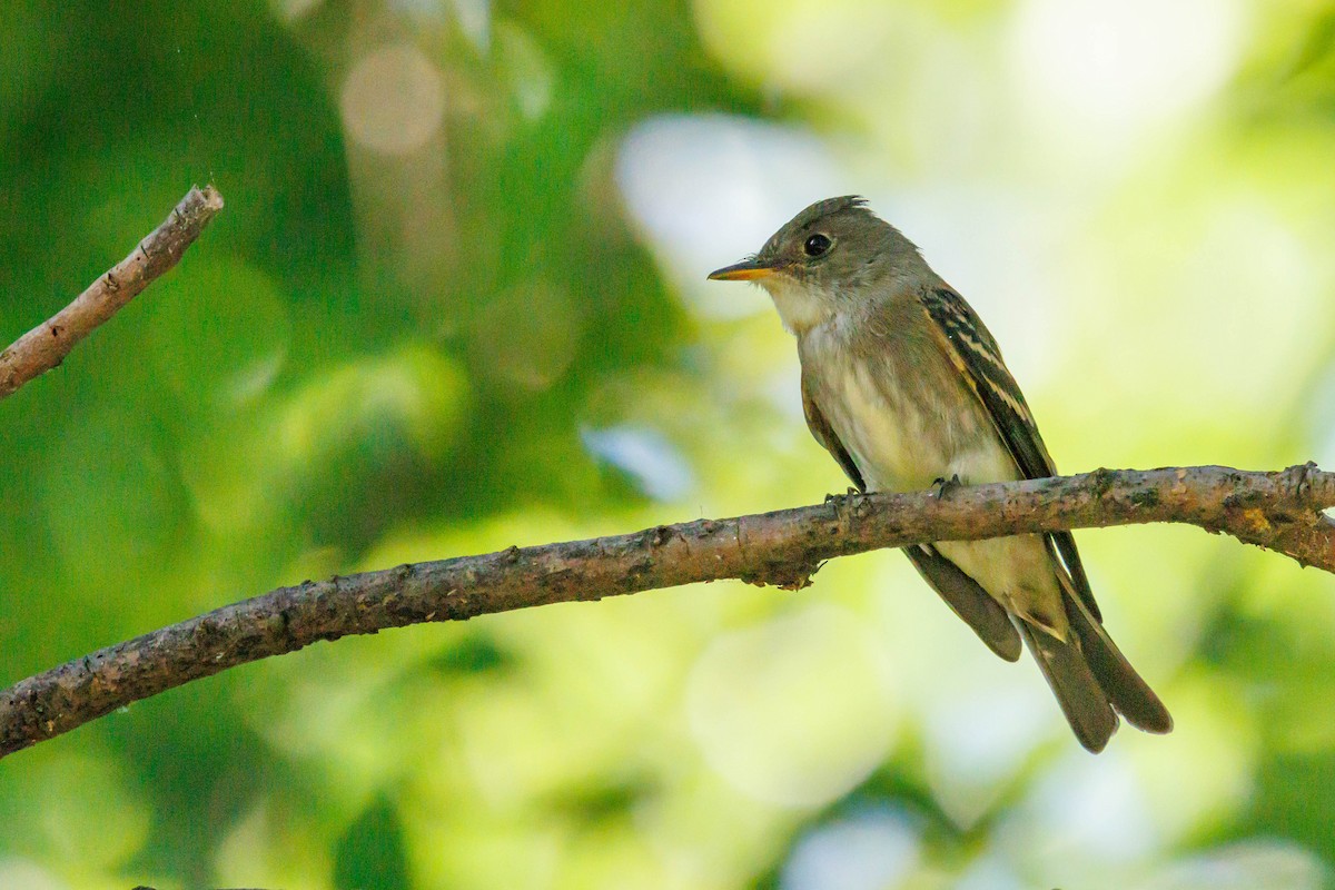 Eastern Wood-Pewee - ML643095152