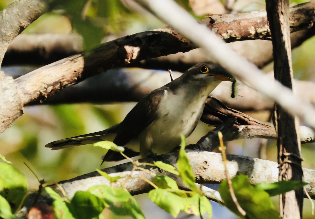 Yellow-billed Cuckoo - ML643095179