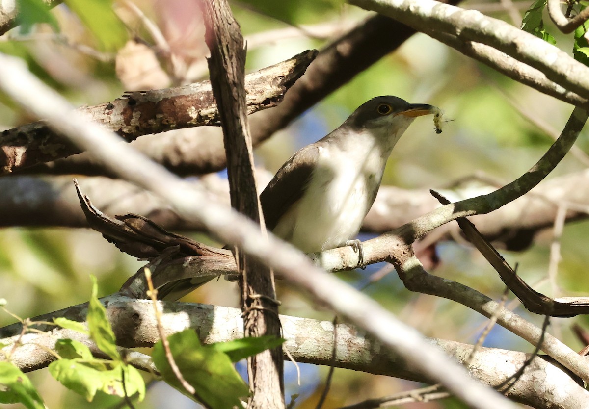Yellow-billed Cuckoo - ML643095180