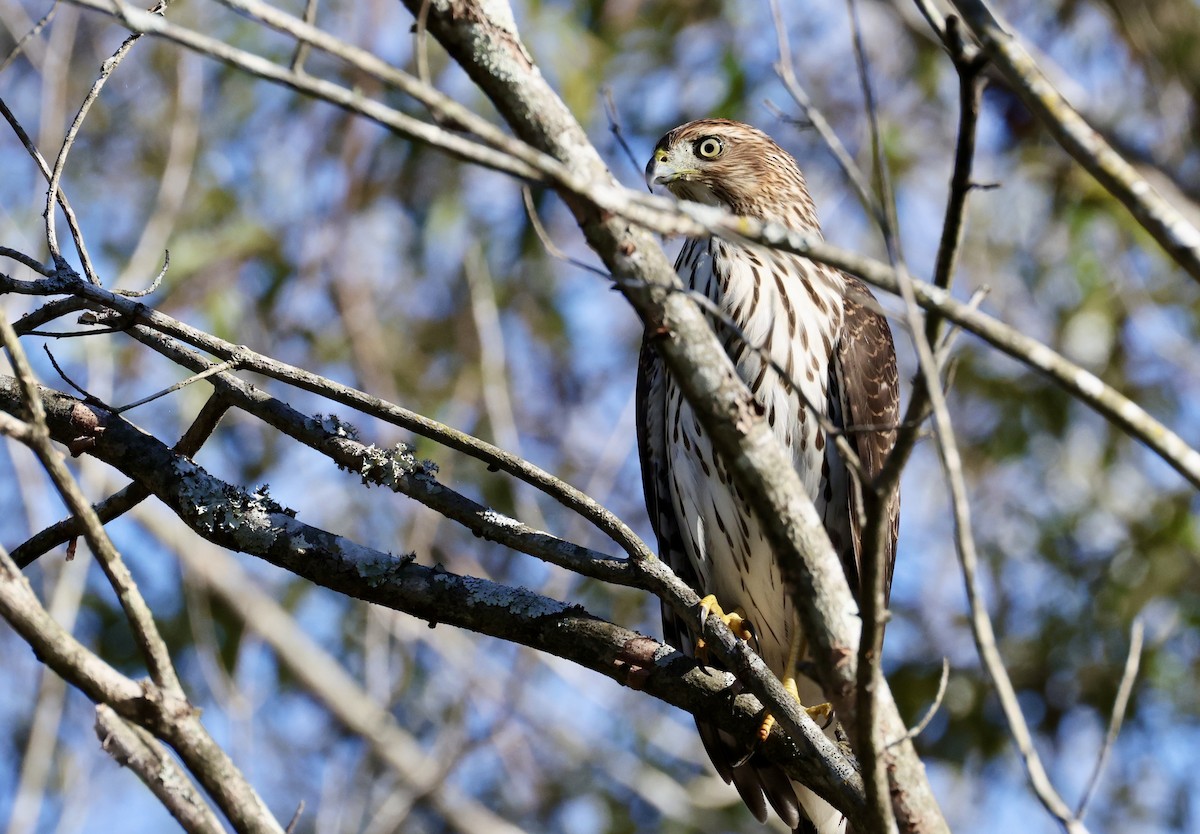 Cooper's Hawk - ML643095208