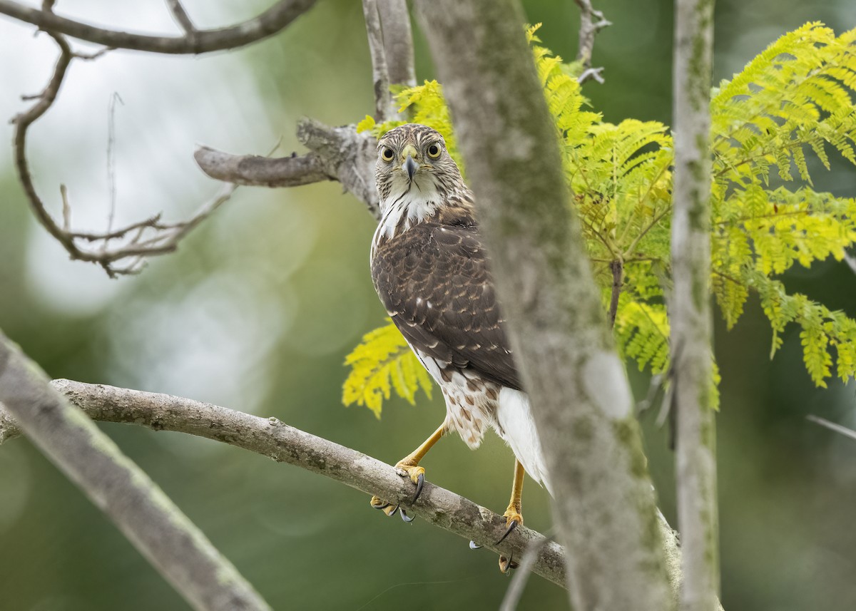 Cooper's Hawk - ML643095237