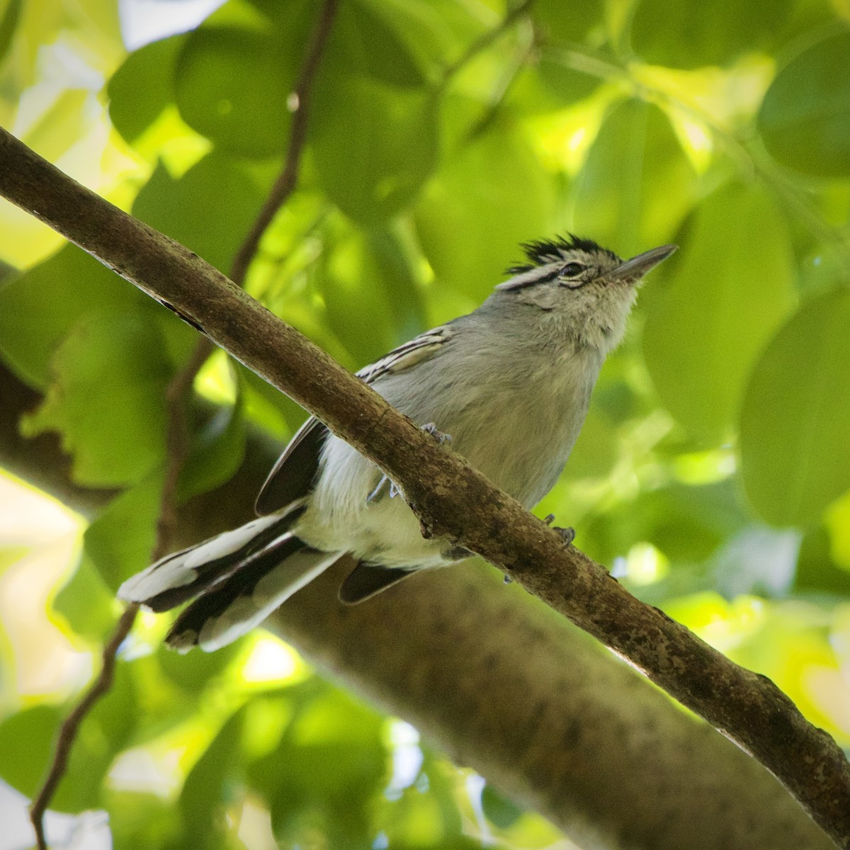 Black-capped Antwren - ML643095238