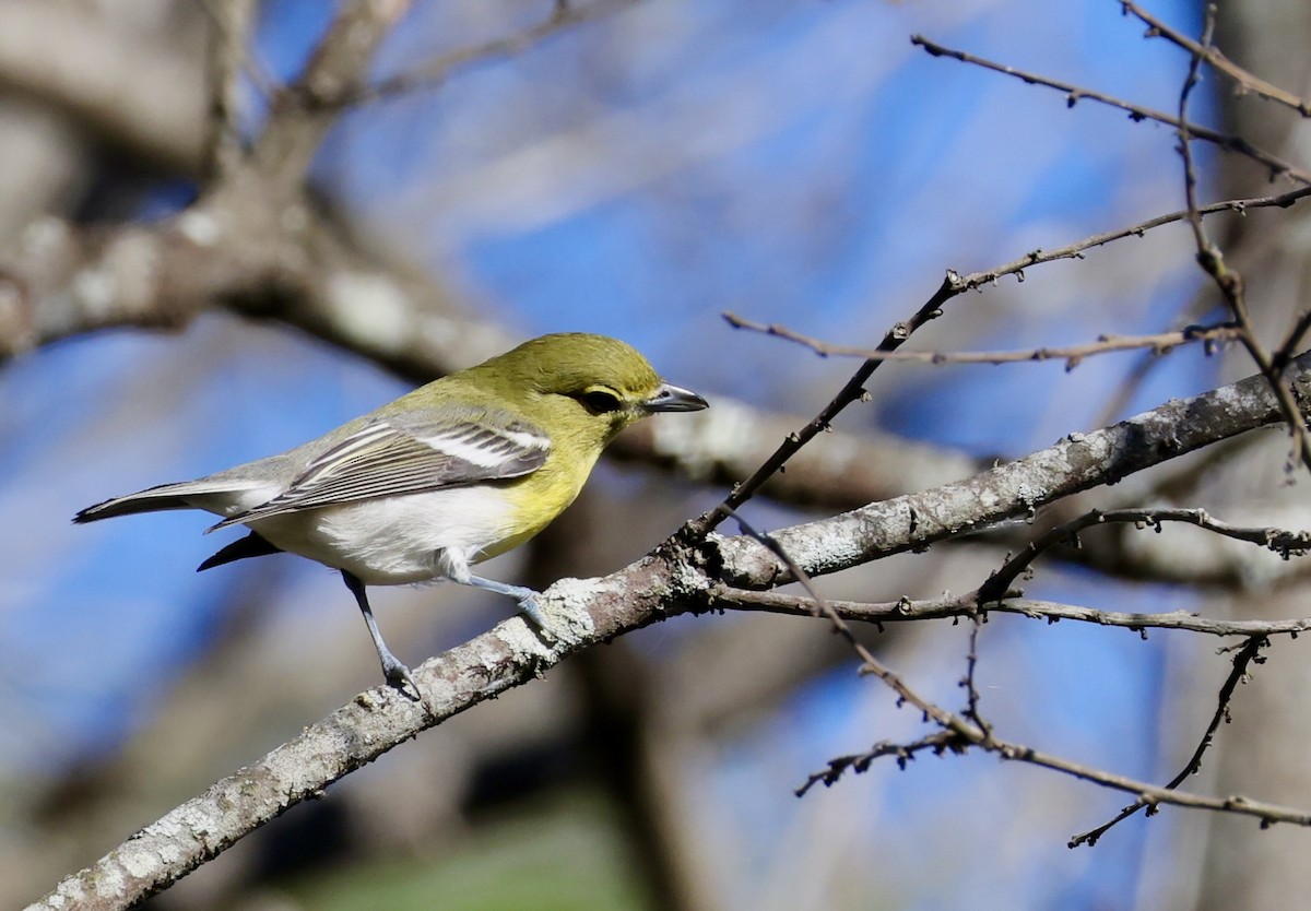 Yellow-throated Vireo - ML643095247