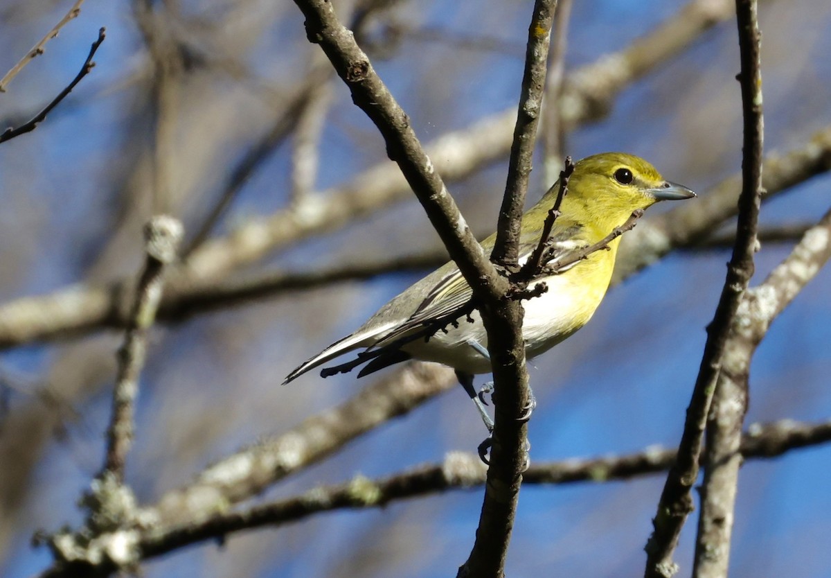 Yellow-throated Vireo - ML643095248