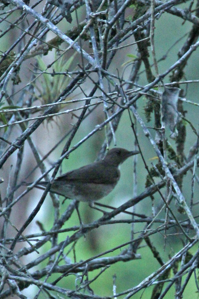 Black-billed Thrush - ML643095249