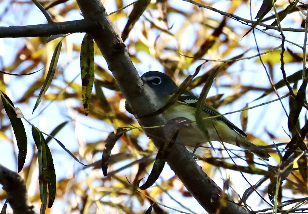 Blue-headed Vireo - ML643095275