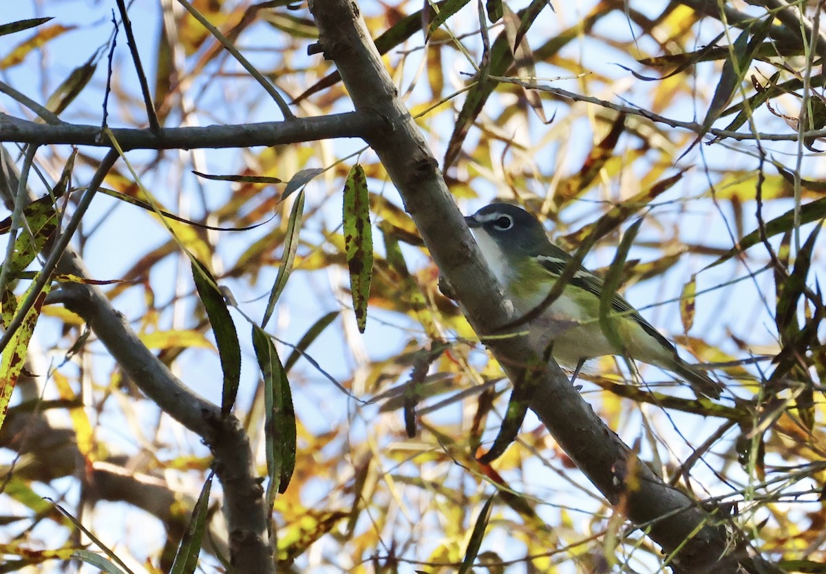 Blue-headed Vireo - ML643095276