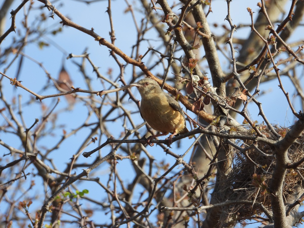 Long-billed Crombec - ML643095284