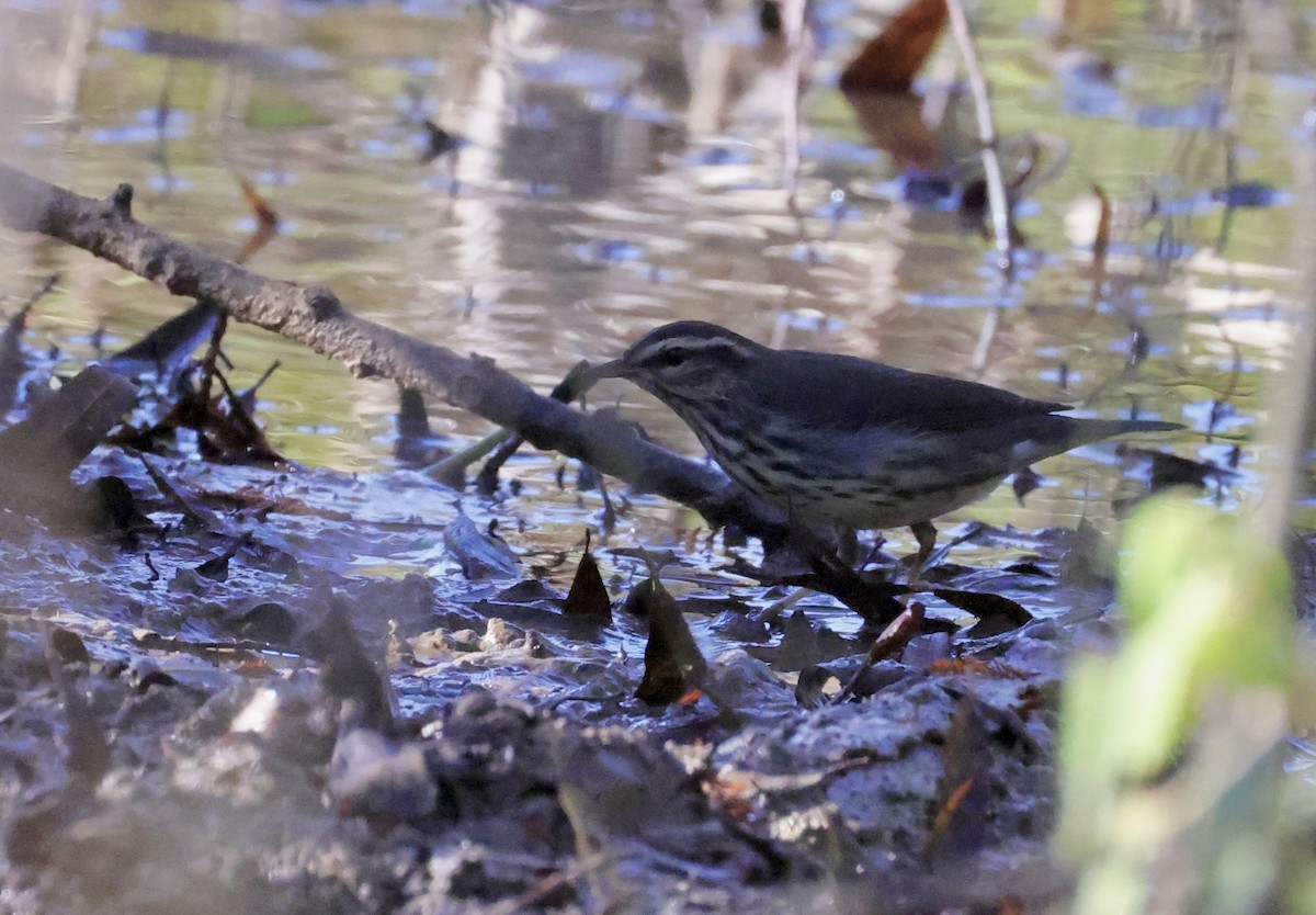 Northern Waterthrush - ML643095305