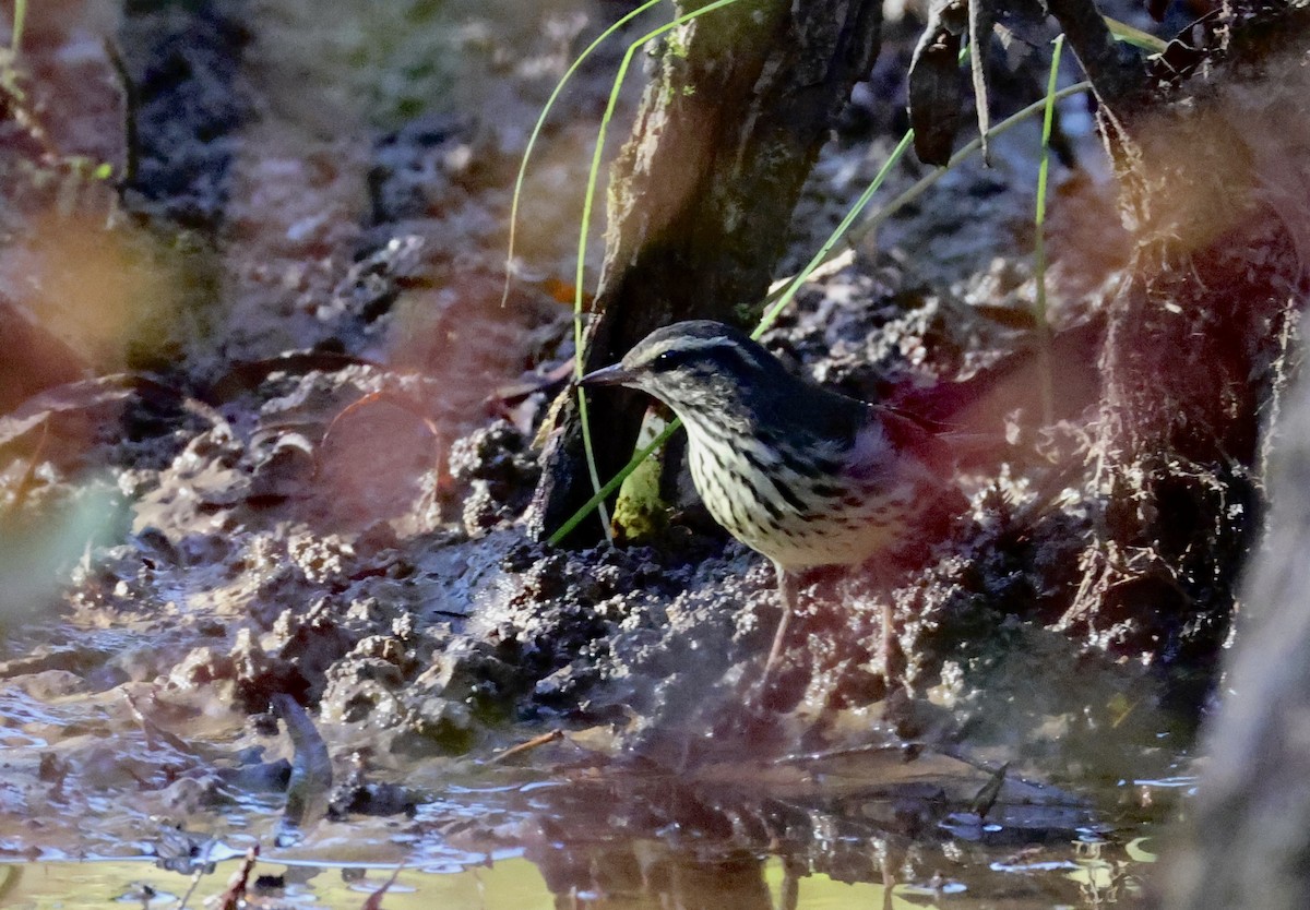 Northern Waterthrush - ML643095307