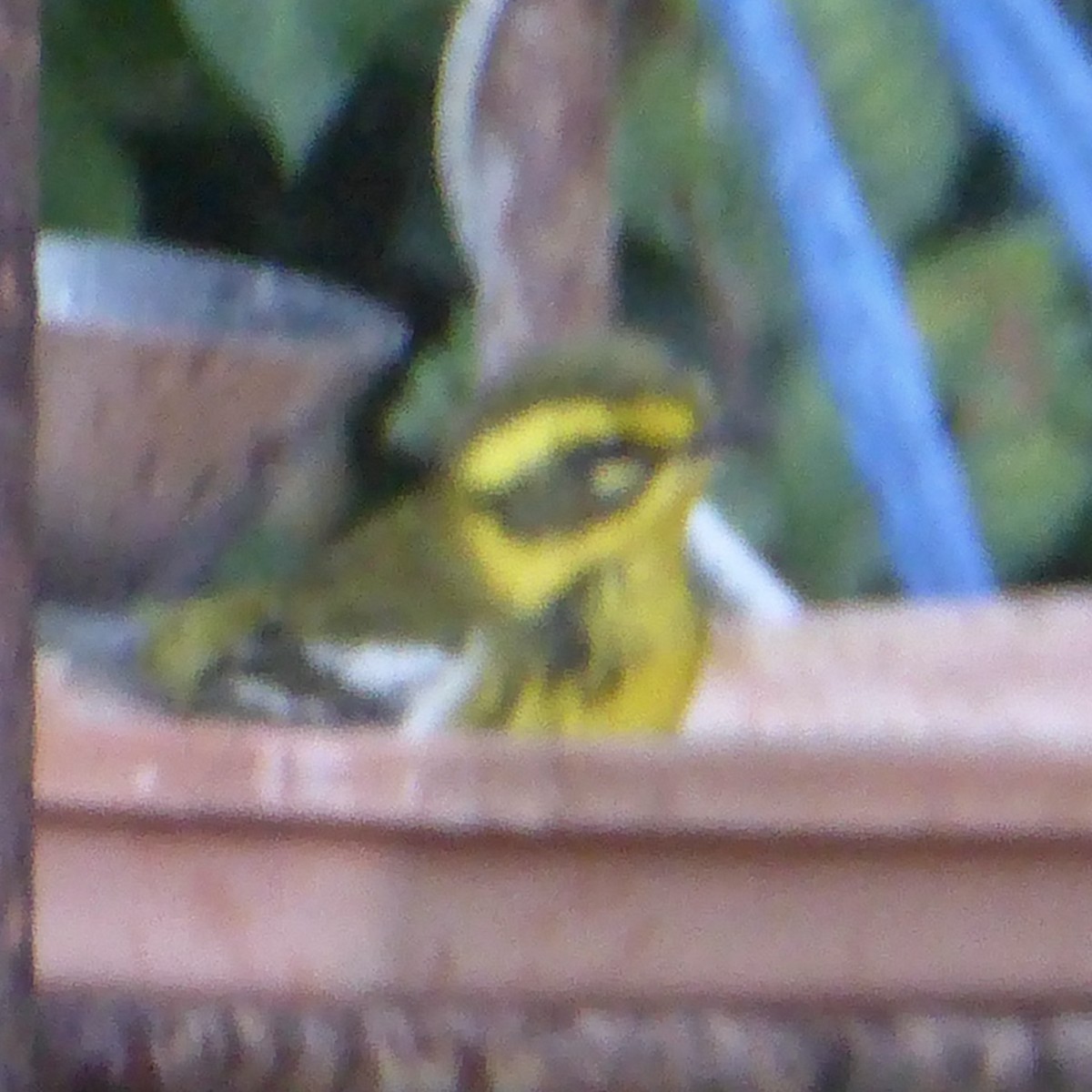 Townsend's Warbler - ML643095324
